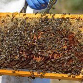 Abejas de un panal de miel del Bierzo (César Sánchez  ICAL) 