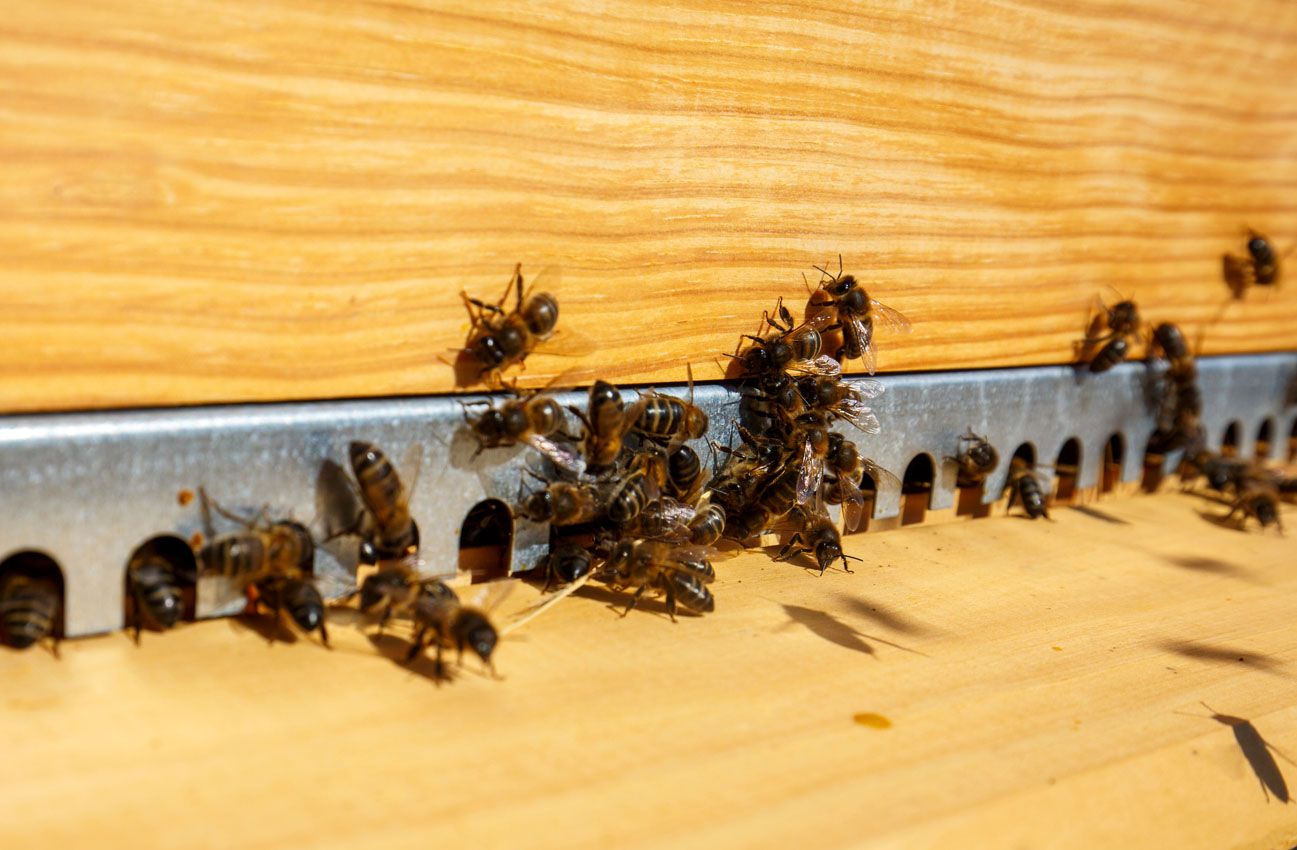 Abejas de un panal de miel del Bierzo (César SánchezICAL) Abejas de un panal de miel del Bierzo (César SánchezICAL)