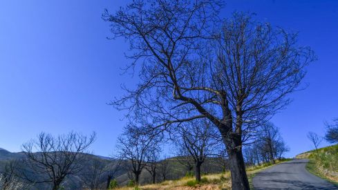 Las Médulas un año después del incendio (1) Las Médulas un año después del incendio (1)