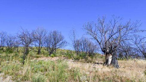 Las Médulas un año después del incendio (2) Las Médulas un año después del incendio (2)