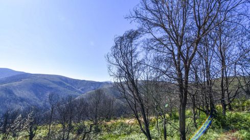 Las Médulas un año después del incendio (3) Las Médulas un año después del incendio (3)