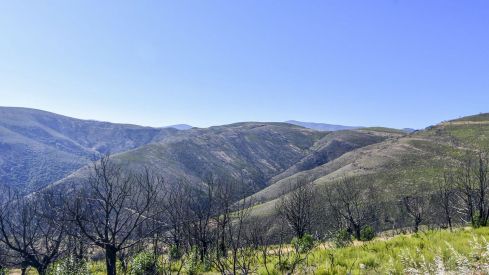 Las Médulas un año después del incendio (4) Las Médulas un año después del incendio (4)