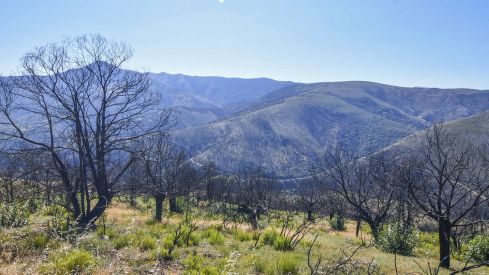 Las Médulas un año después del incendio (5) Las Médulas un año después del incendio (5)
