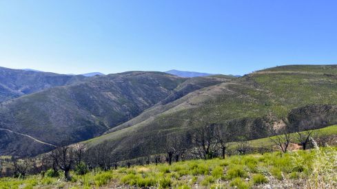 Las Médulas un año después del incendio (6) Las Médulas un año después del incendio (6)