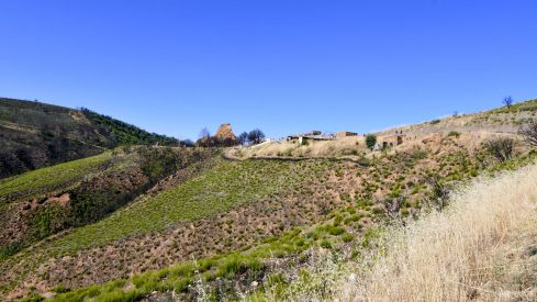 Las Médulas un año después del incendio (9) Las Médulas un año después del incendio (9)