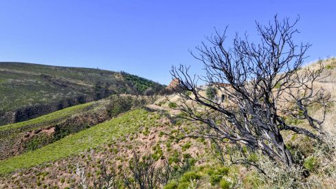 Las Médulas un año después del incendio (10) Las Médulas un año después del incendio (10)