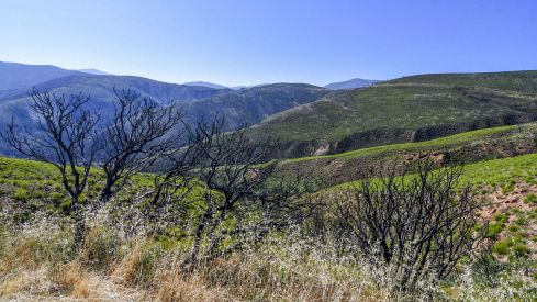 Las Médulas un año después del incendio (11) Las Médulas un año después del incendio (11)