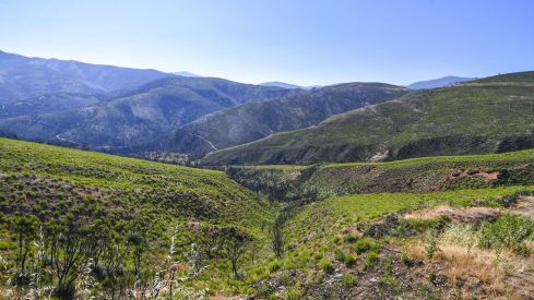 Las Médulas un año después del incendio (12) Las Médulas un año después del incendio (12)