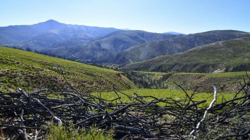 Las Médulas un año después del incendio (14) Las Médulas un año después del incendio (14)