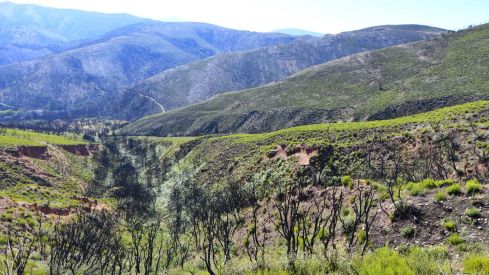 Las Médulas un año después del incendio (15) Las Médulas un año después del incendio (15)