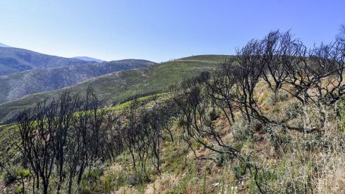 Las Médulas un año después del incendio (16) Las Médulas un año después del incendio (16)