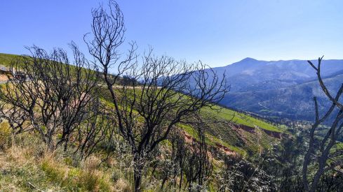 Las Médulas un año después del incendio (18) Las Médulas un año después del incendio (18)