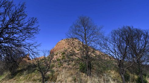 Las Médulas un año después del incendio (19) Las Médulas un año después del incendio (19)