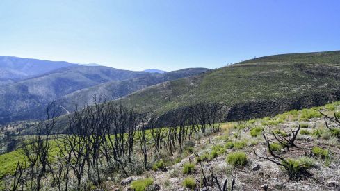 Las Médulas un año después del incendio (22) Las Médulas un año después del incendio (22)