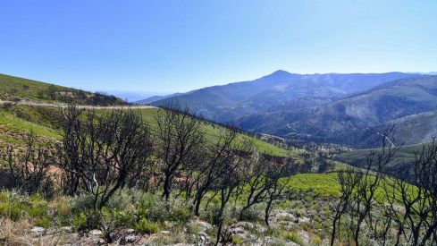Las Médulas un año después del incendio (23) Las Médulas un año después del incendio (23)