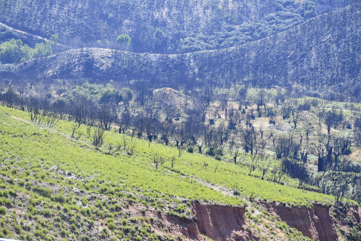 Las Médulas un año después del incendio(42)