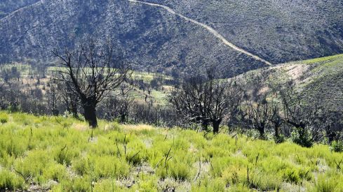 Las Médulas un año después del incendio (48) Las Médulas un año después del incendio (48)