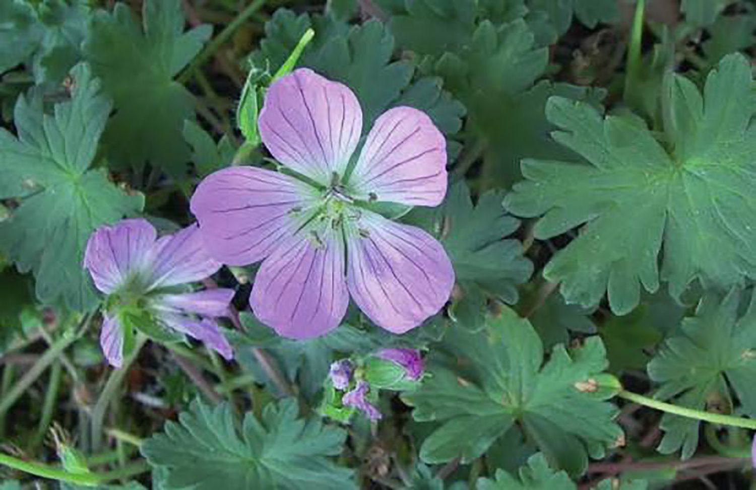 Geranium dolomiticum Fuente MITECOB Geranium dolomiticum Fuente MITECOB