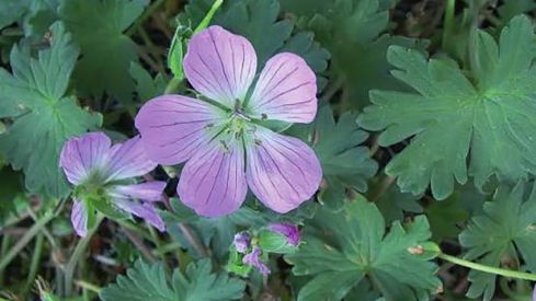 Geranium dolomiticum Fuente MITECO Geranium dolomiticum Fuente MITECO