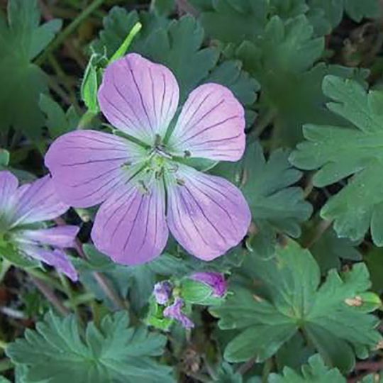 Geranium dolomiticum Fuente MITECO
