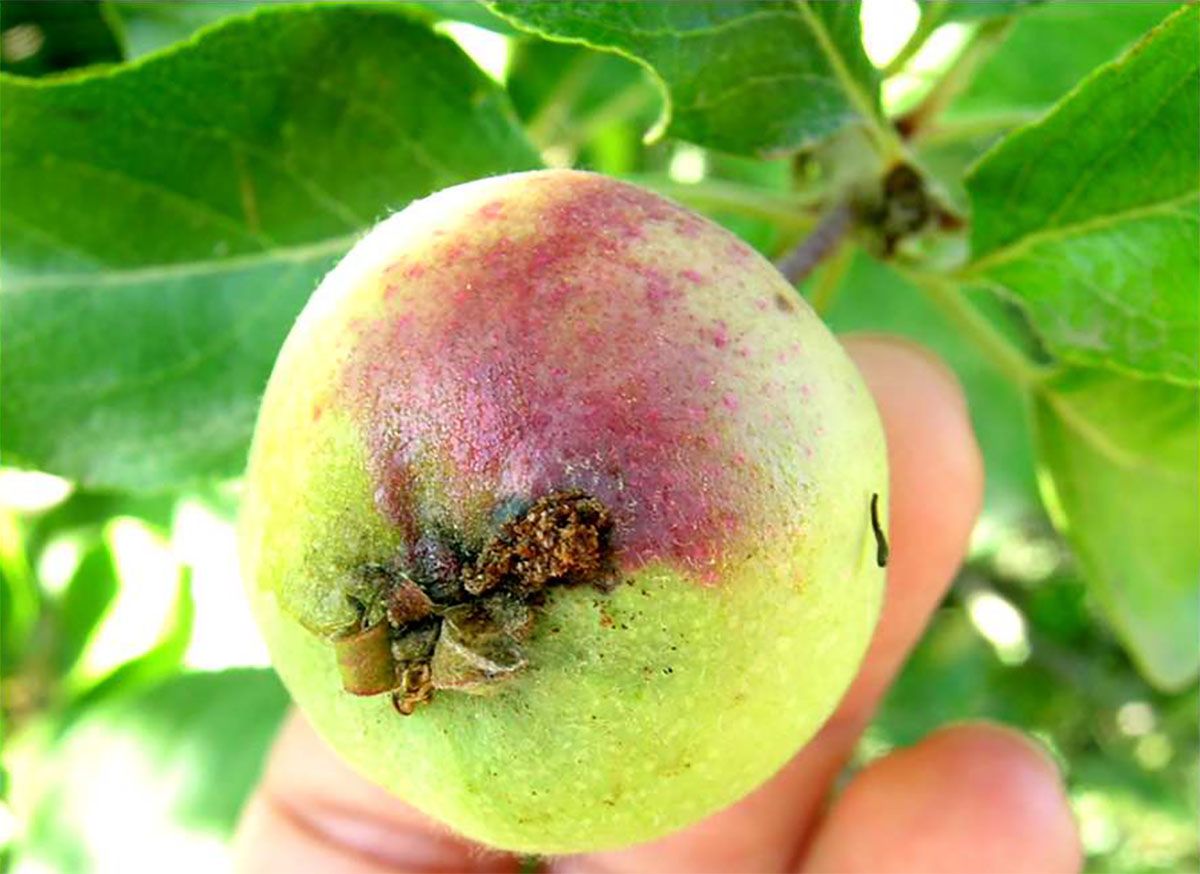 AVISO CONTRA MILDIU VID Y BARRENO FRUTALES 2023