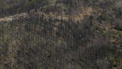 César Sánchez  ICAL  Lusío un año después del incendio  (19)