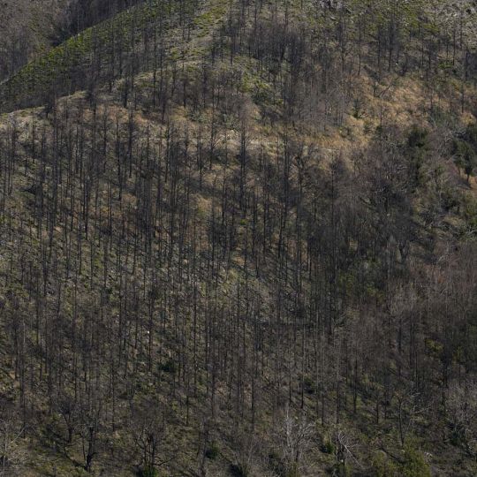 César Sánchez  ICAL  Lusío un año después del incendio  (19)