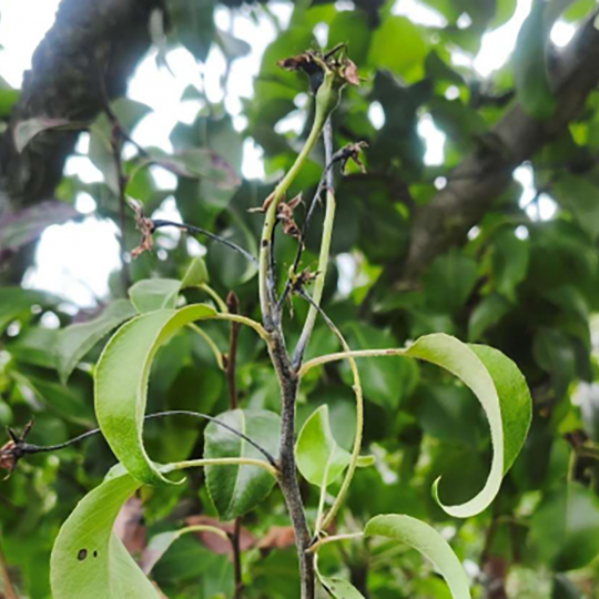 Fuego Bacteriano en frutales