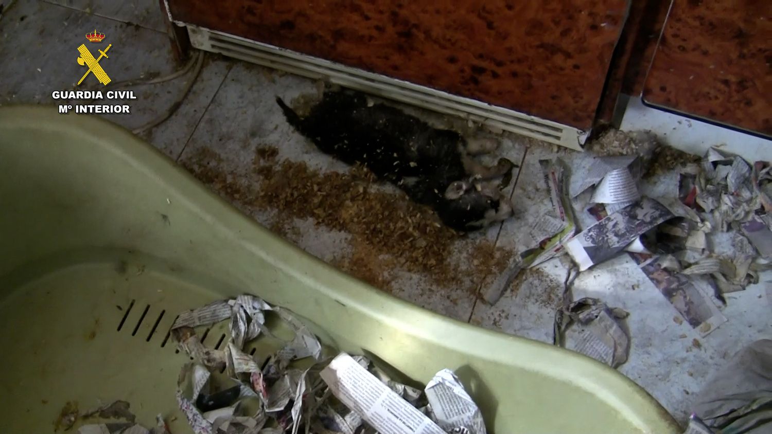 Imagen de archivo del año 2020 de un criadero de perros ubicado en Melgar de Fernamental (Burgos). Su propietario acaba de ser detenido y extraditado desde Venezuela | ICAL Imagen de archivo del año 2020 de un criadero de perros ubicado en Melgar de Fernamental (Burgos). Su propietario acaba de ser detenido y extraditado desde Venezuela | ICAL