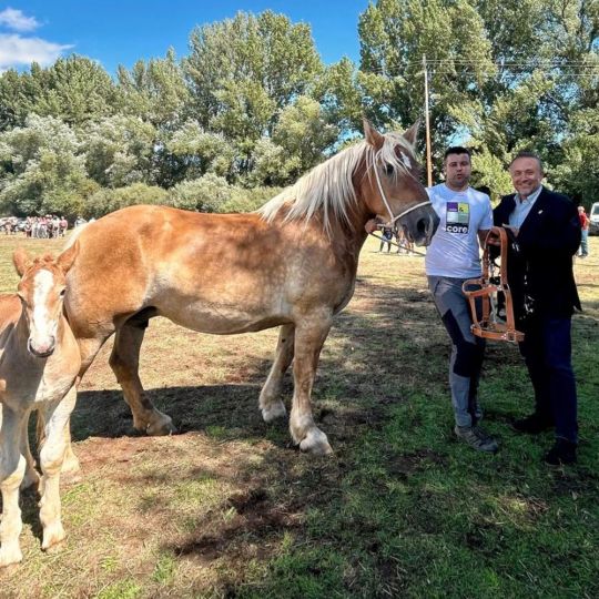 San Emiliano reivindica la ganadería extensiva en la XXXVI edición del Concurso-Exposición Hispano-Bretón | ICAL San Emiliano reivindica la ganadería extensiva en la XXXVI edición del Concurso-Exposición Hispano-Bretón | ICAL