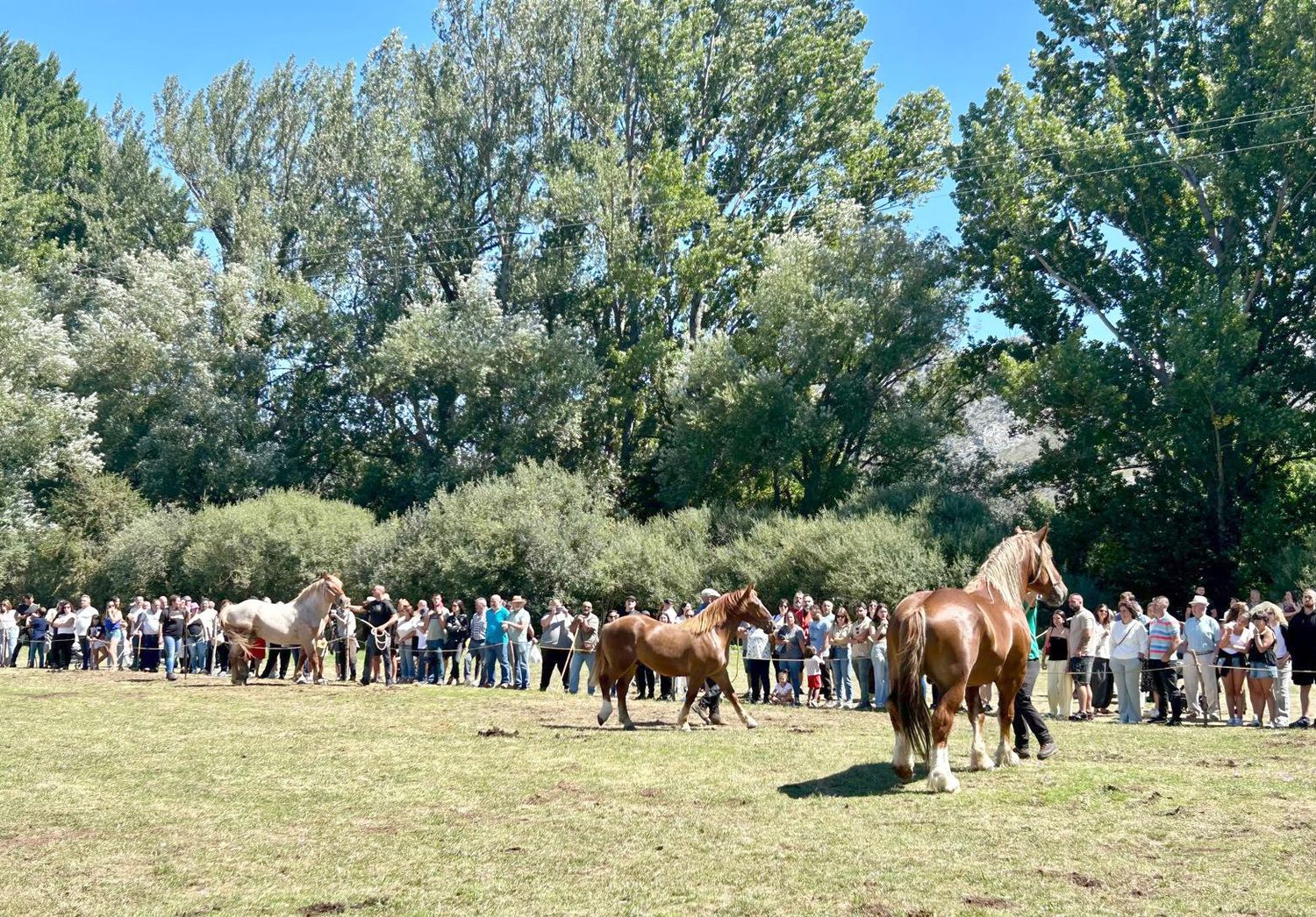 XXXVI edición del Concurso-Exposición Hispano-Bretón, celebrado en San Emiliano de Babia (León) | ICAL XXXVI edición del Concurso-Exposición Hispano-Bretón, celebrado en San Emiliano de Babia (León) | ICAL