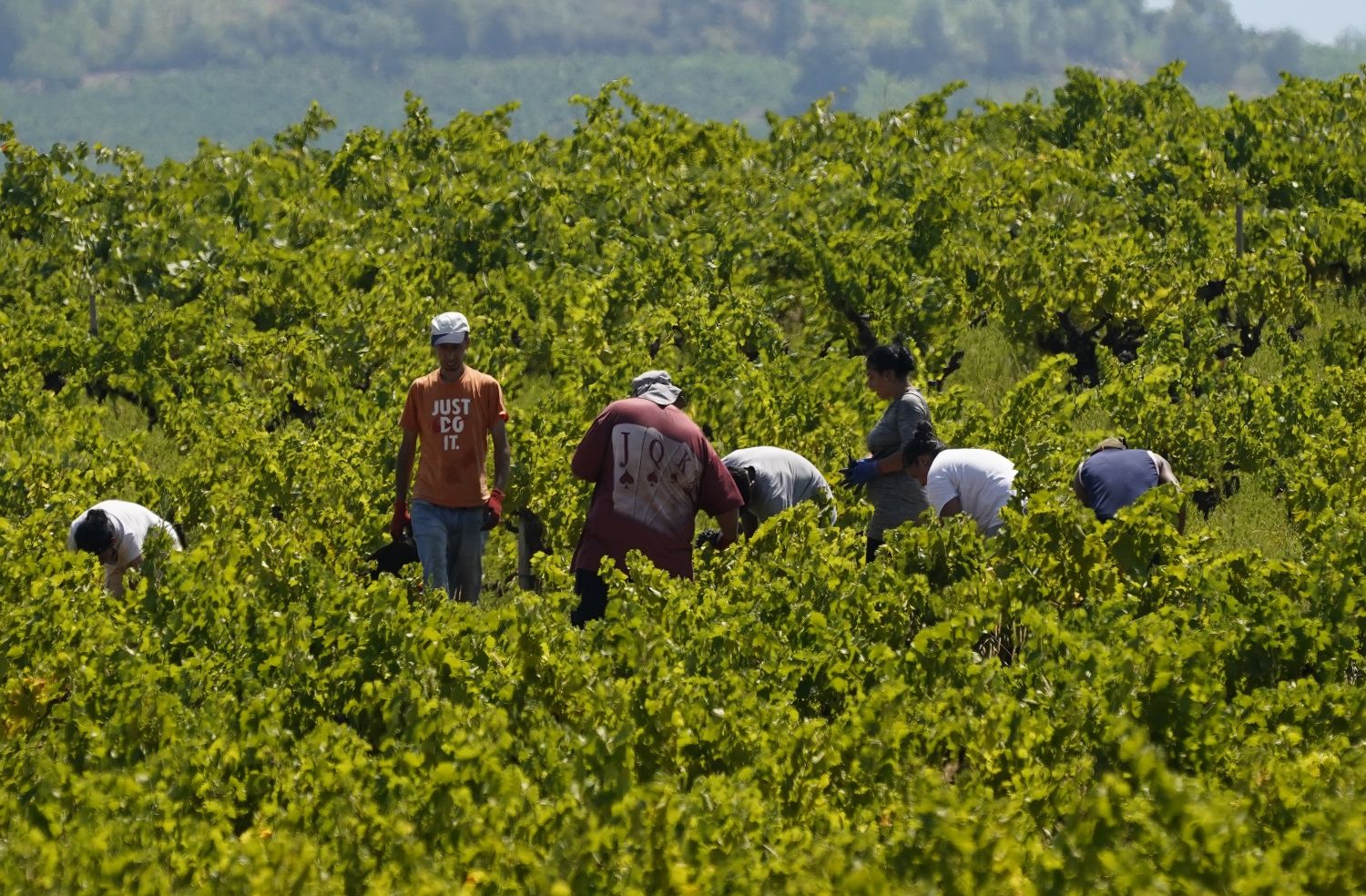 Primeros días de vendimia en la Denominación de Origen Bierzo | César Sánchez / ICAL Primeros días de vendimia en la Denominación de Origen Bierzo | César Sánchez / ICAL