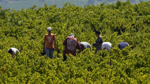 Primeros días de vendimia en la Denominación de Origen Bierzo | César Sánchez / ICAL Primeros días de vendimia en la Denominación de Origen Bierzo | César Sánchez / ICAL