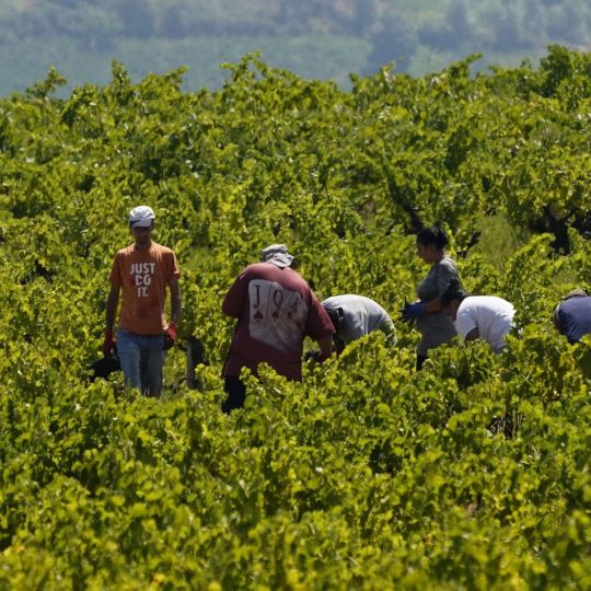Primeros días de vendimia en la Denominación de Origen Bierzo | César Sánchez / ICAL Primeros días de vendimia en la Denominación de Origen Bierzo | César Sánchez / ICAL