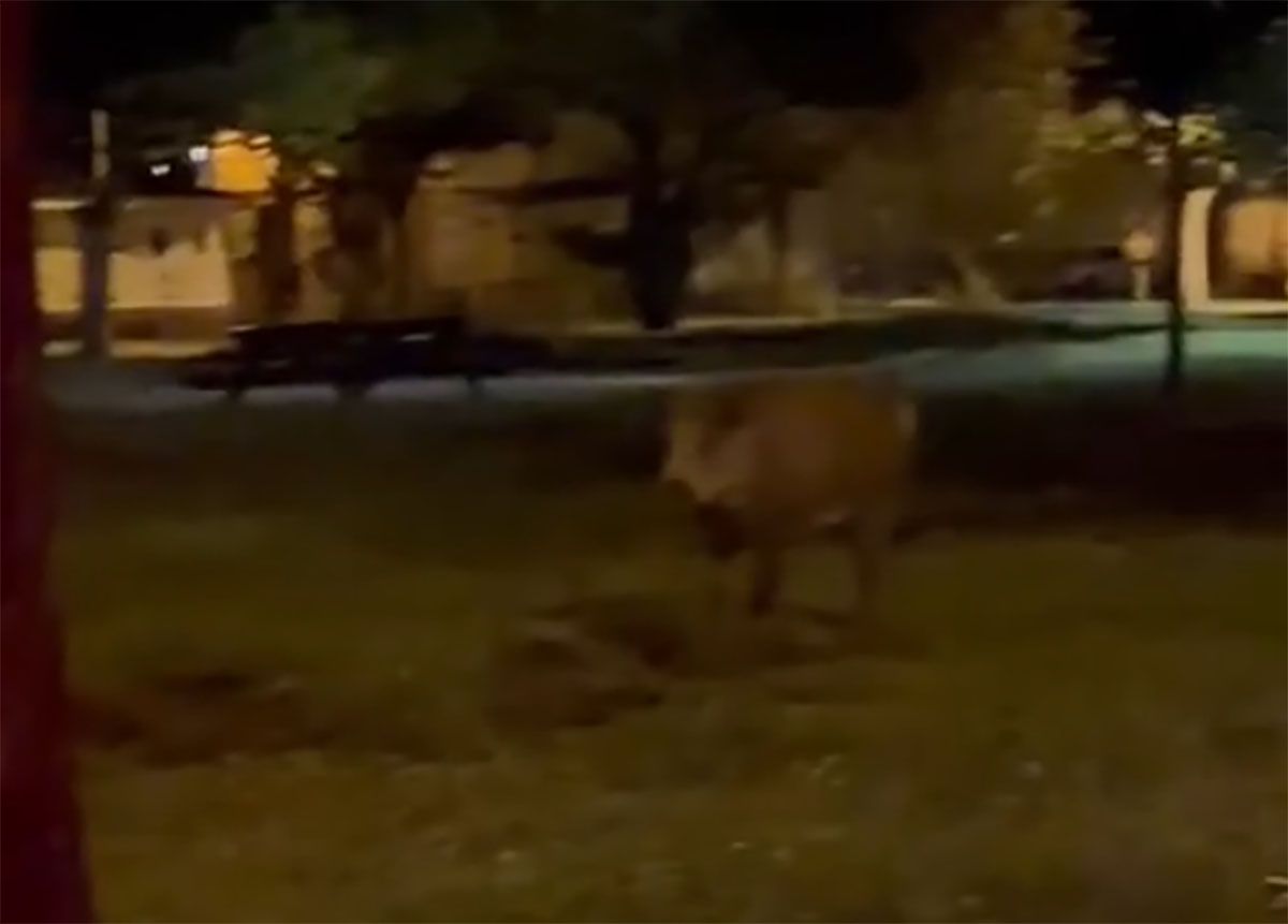 Jabalí en el barrio ponferradino de Compostilla | Foto: Tomada del vídeo compartido por la Asociación de Vecinos de Compostilla Jabalí en el barrio ponferradino de Compostilla | Foto: Tomada del vídeo compartido por la Asociación de Vecinos de Compostilla