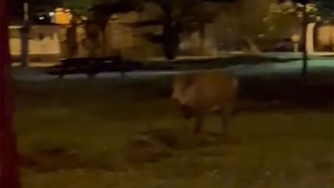 Jabalí en el barrio ponferradino de Compostilla | Foto: Tomada del vídeo compartido por la Asociación de Vecinos de Compostilla