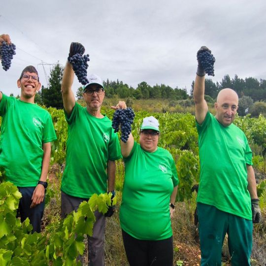La vendimia de Asprona Bierzo consigue reunir 3.000 kilos de uva | Asprona Bierzo La vendimia de Asprona Bierzo consigue reunir 3.000 kilos de uva | Asprona Bierzo