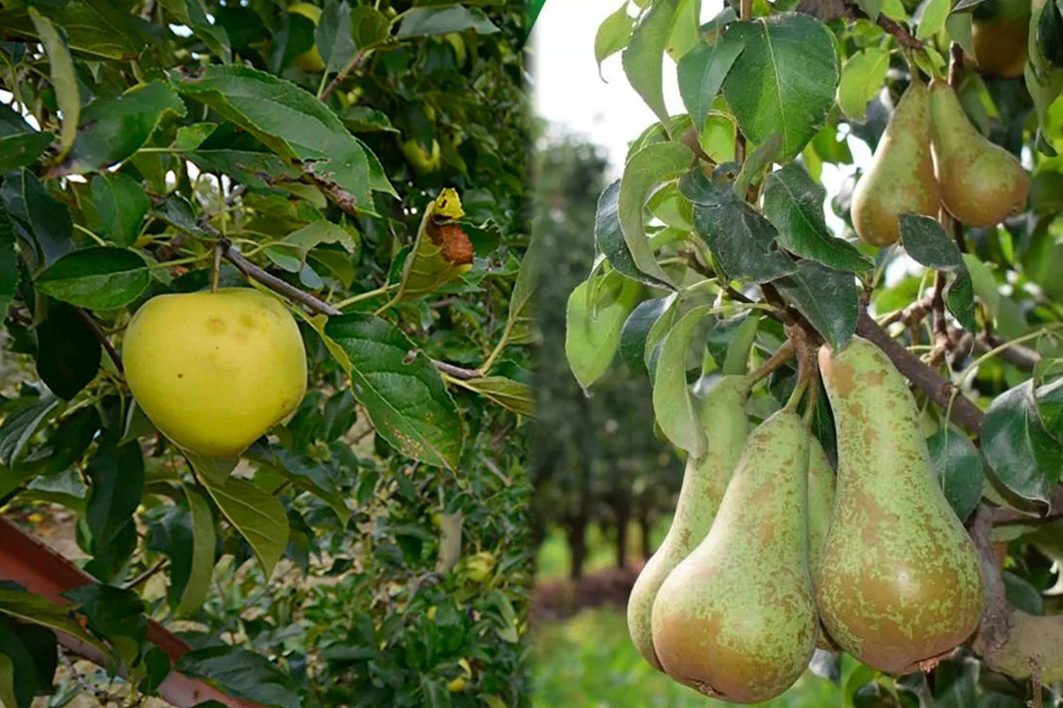 Manzana Reineta y Pera Conferencia Manzana Reineta y Pera Conferencia