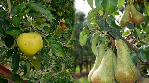 Manzana Reineta y Pera Conferencia Manzana Reineta y Pera Conferencia