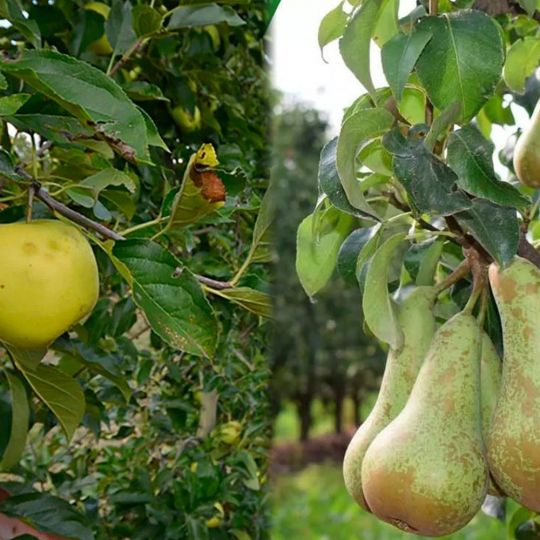 Manzana Reineta y Pera Conferencia