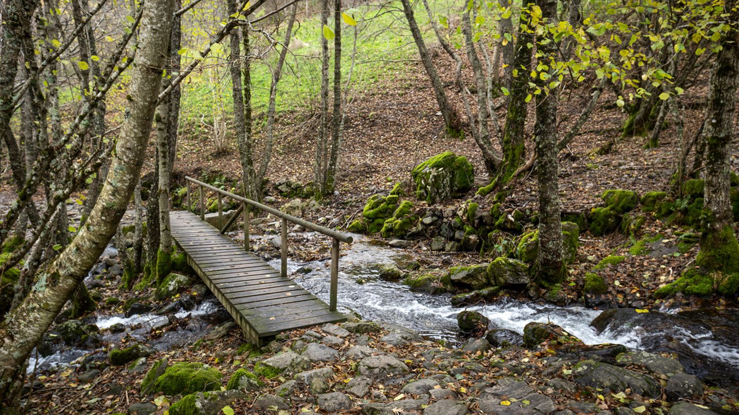 Puente de madera que cruza un arroyo en un bosque en El Bierzo | Foto: iStock, autor: Sebastián Fernández Puente de madera que cruza un arroyo en un bosque en El Bierzo | Foto: iStock, autor: Sebastián Fernández