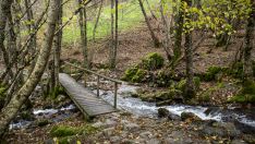 Puente de madera que cruza un arroyo en un bosque en El Bierzo | Foto: iStock, autor: Sebastián Fernández Puente de madera que cruza un arroyo en un bosque en El Bierzo | Foto: iStock, autor: Sebastián Fernández