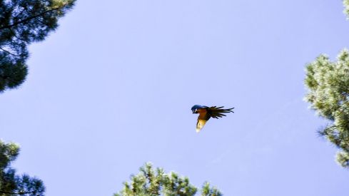 Guacamayo en el parque del Temple de Ponferrada 2