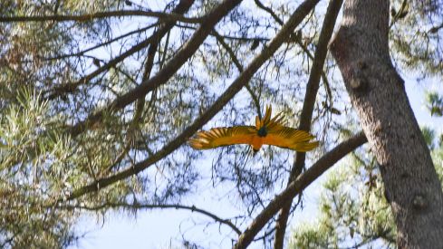 Guacamayo en el parque del Temple de Ponferrada 3