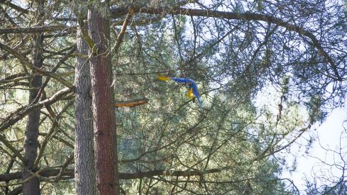 Guacamayo en el parque del Temple de Ponferrada 4