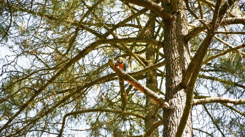 Guacamayo en el parque del Temple de Ponferrada 6
