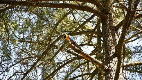Guacamayo en el parque del Temple de Ponferrada 8