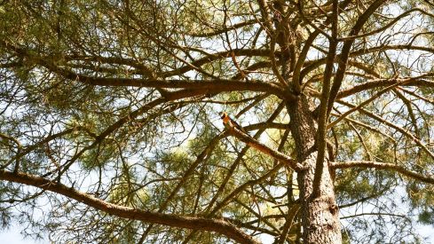 Guacamayo en el parque del Temple de Ponferrada 9