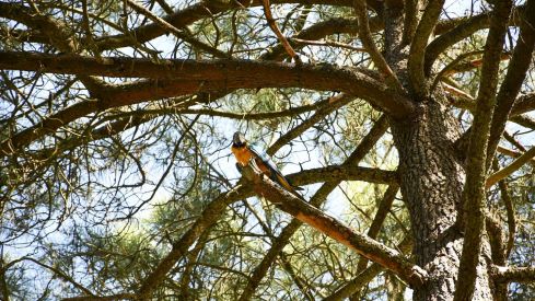 Guacamayo en el parque del Temple de Ponferrada 10