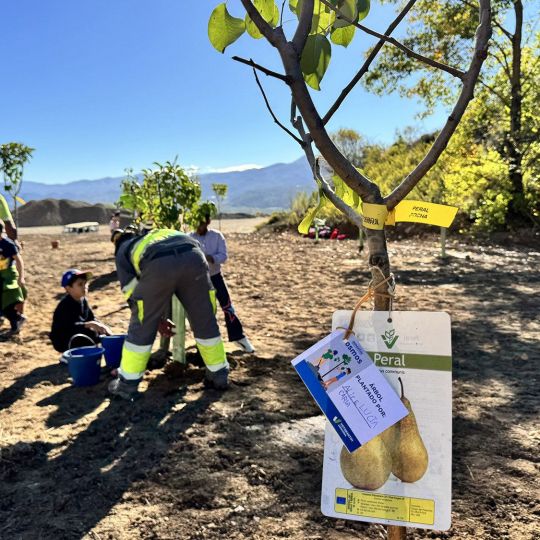 Un centenar de nuevos árboles echa raíces en la cantera de Corullón de la mano de escolares de Toral Un centenar de nuevos árboles echa raíces en la cantera de Corullón de la mano de escolares de Toral